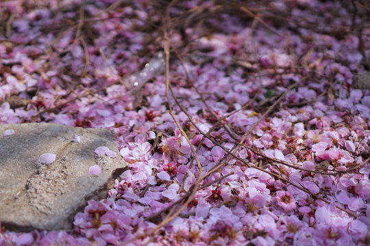 桃花春之泥