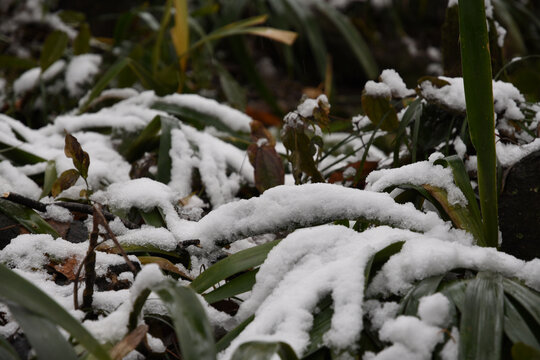 积雪