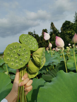 莲子荷花