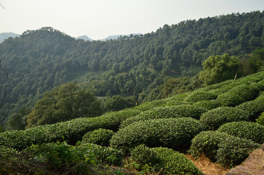 杭州西湖龙井茶园