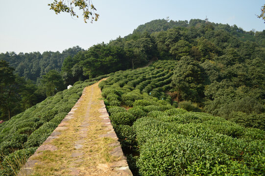 杭州西湖龙井茶园