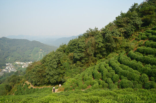 杭州西湖龙井茶园