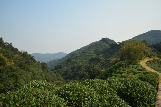 杭州西湖龙井茶园