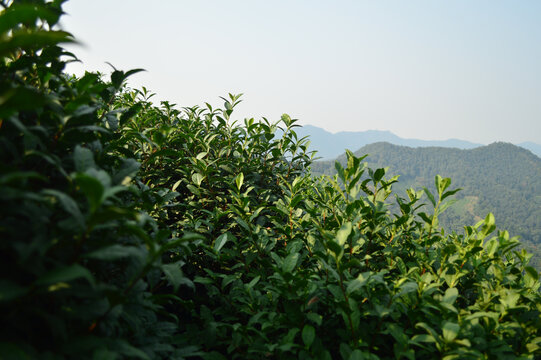 杭州西湖龙井茶园