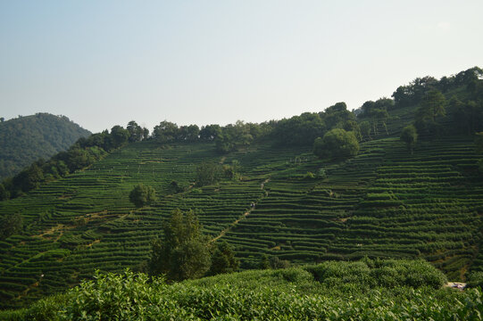 杭州西湖龙井茶园