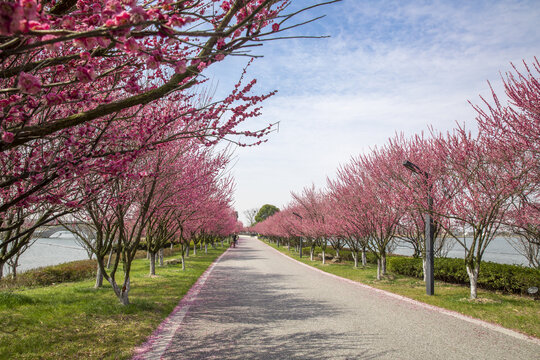 樱花大道