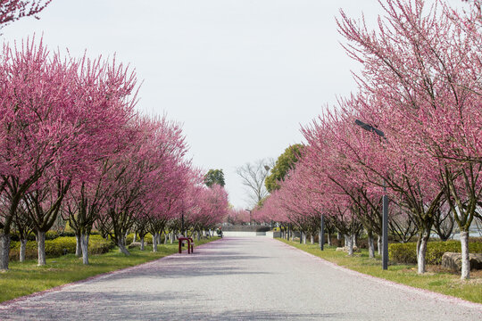 樱花大道