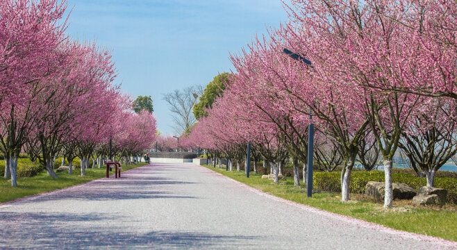 樱花大道