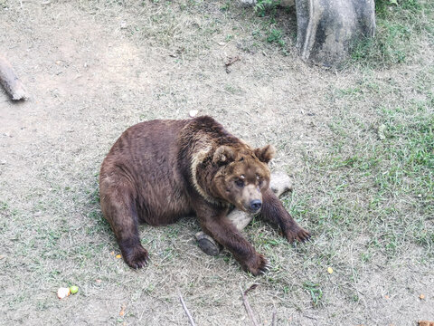 棕熊休息