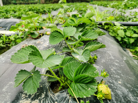 草莓植株