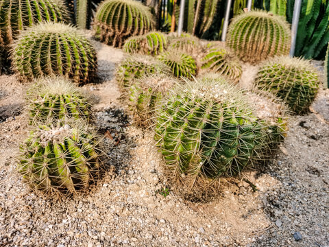 沙生植物仙人球