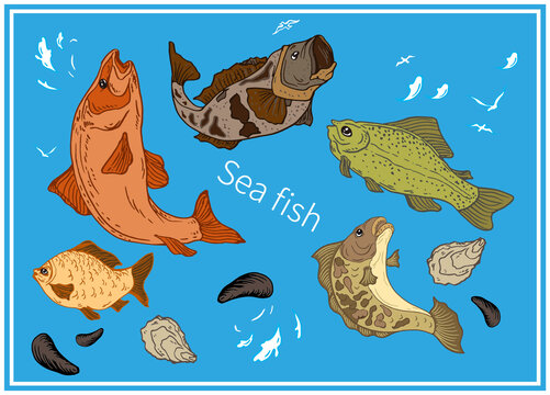 海魚