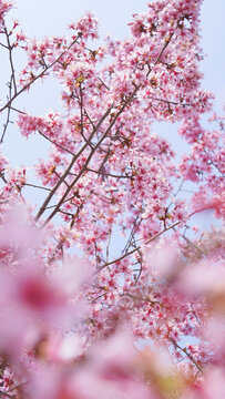 春天宁波植物园粉色樱花