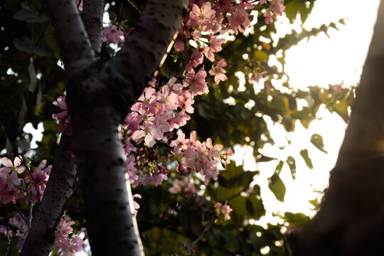 夕阳下的桃花