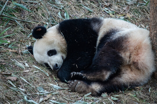 睡着的大熊猫