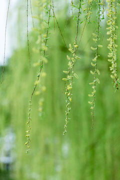 春天柳树枝条发芽绿色植物