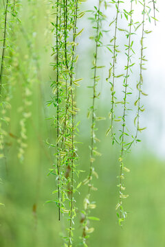 春天柳树枝条发芽绿色植物