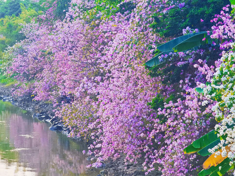 落花流水