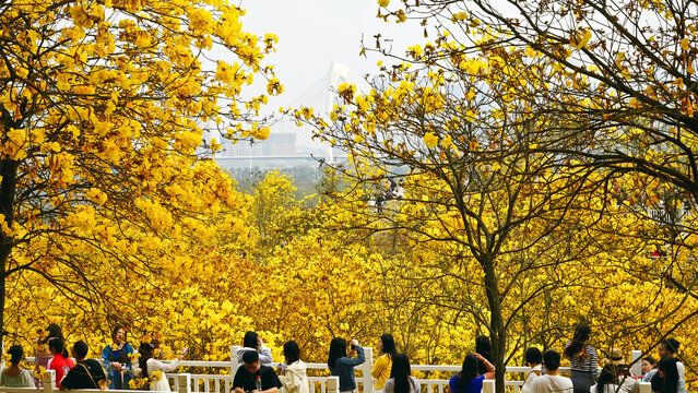 黄花风铃木