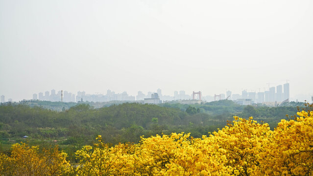 黄花风铃木