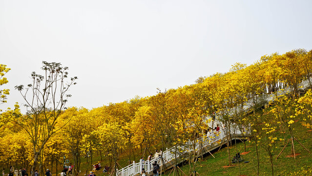 黄花风铃木