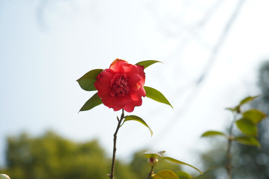 红色山茶花一朵