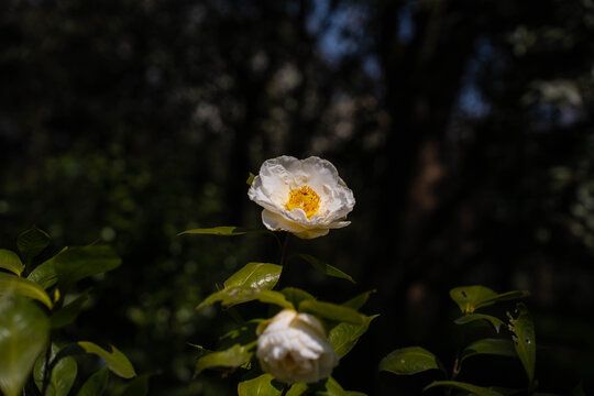 白色山茶花