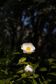 白色山茶花