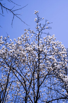 玉兰花树