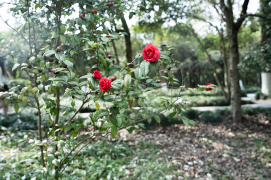 红色山茶花