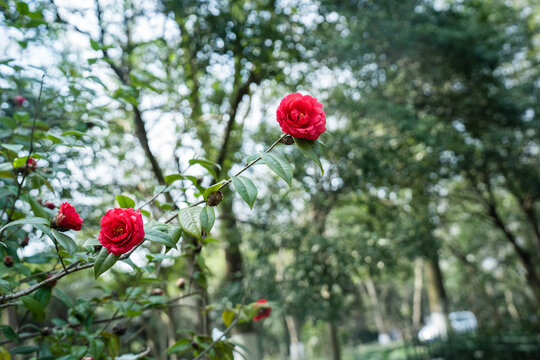 红色山茶花