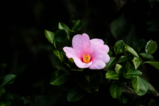 山茶花粉红色