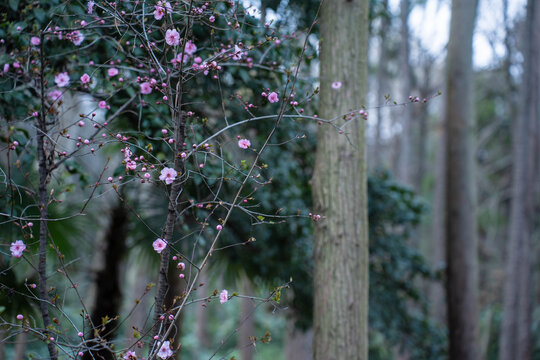 樱花