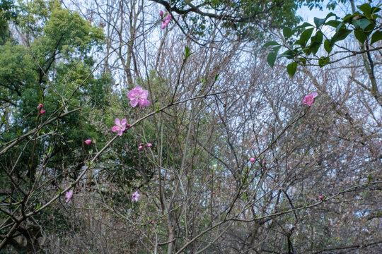 一朵桃花