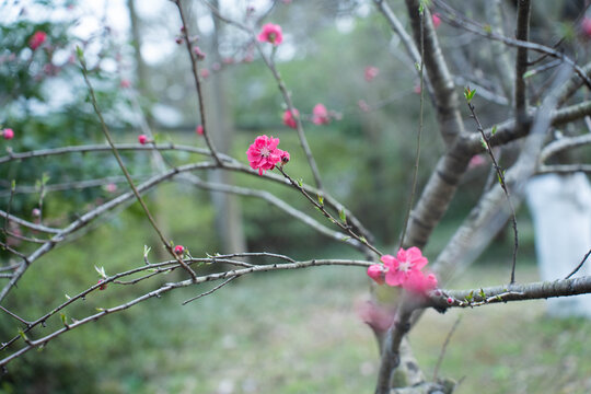 梅花红色