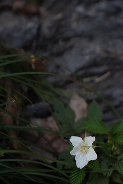 小白花