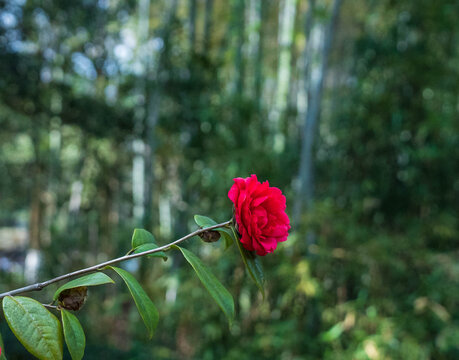 红色山茶花