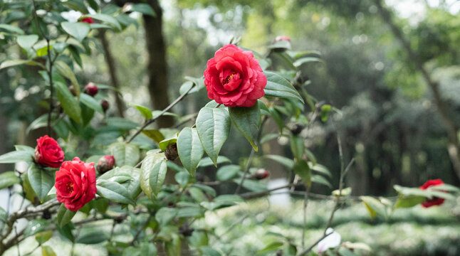 红色山茶花