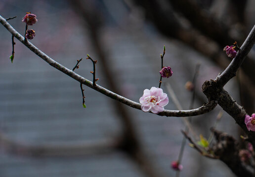 粉红色樱花