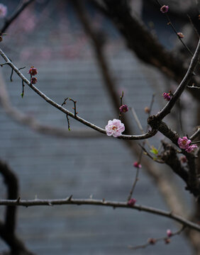 粉红色樱花