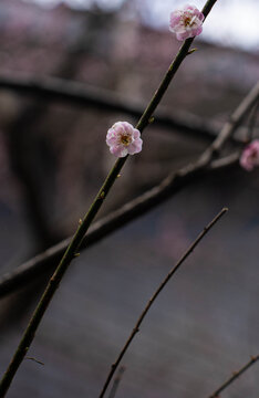 樱花一朵