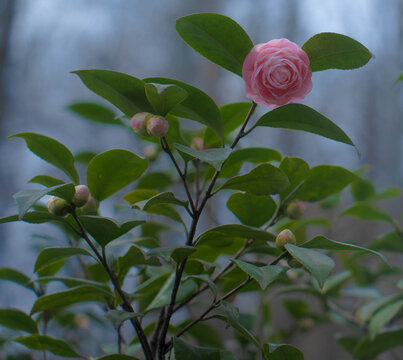 山茶花粉红色