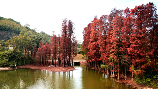 水边红杉