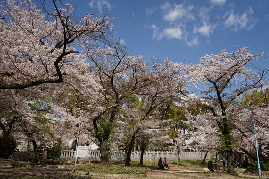 日本大阪樱花