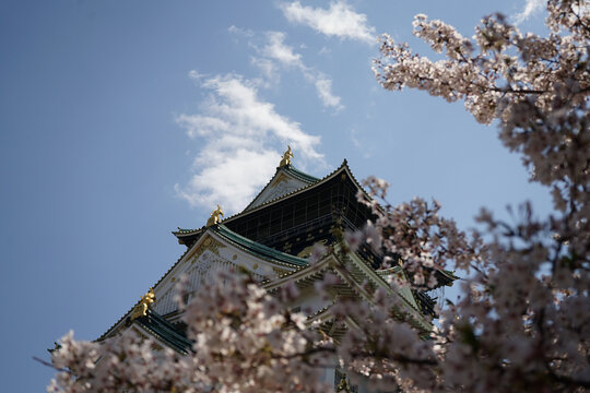 日本大阪樱花