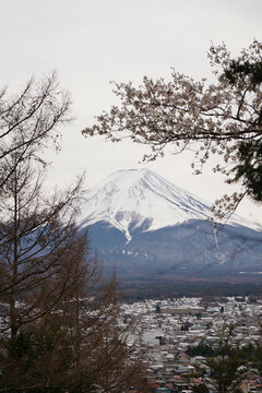 富士山樱花盛开