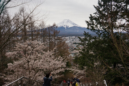 富士山樱花盛开
