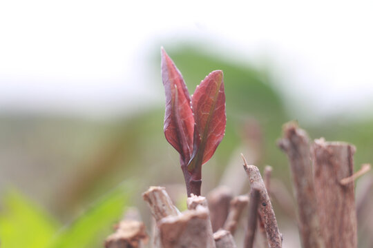 紫色茶芽