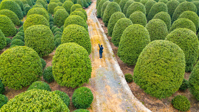 植物造型