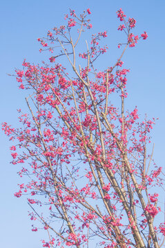 春日山樱花